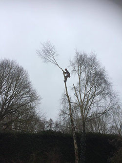 Abattage arbres à Rémalard-en-Perche